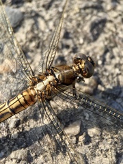 Orthetrum albistylum speciosum