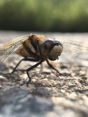 Orthetrum albistylum speciosum