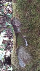 Anolis schiedii