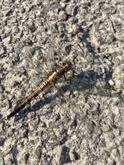 Orthetrum albistylum speciosum