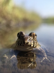 Fejervarya kawamurai