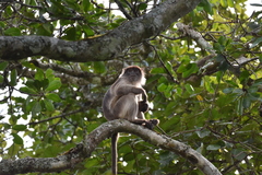 Piliocolobus tephrosceles