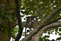 Piliocolobus tephrosceles