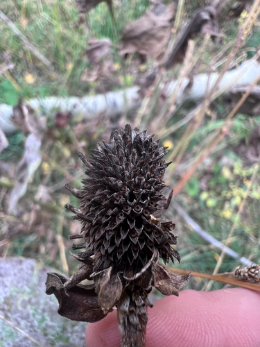 western coneflower