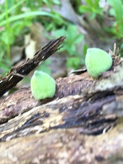 Callirhytis quercusventricosa
