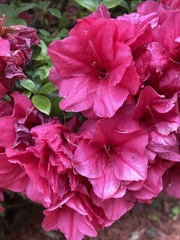 Rhododendron simsii