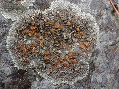 Xanthoparmelia lineola