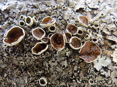 Xanthoparmelia lineola