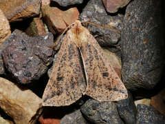 Cycloprorodes melanoxysta