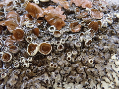 Xanthoparmelia lineola