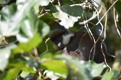 Cercopithecus ascanius