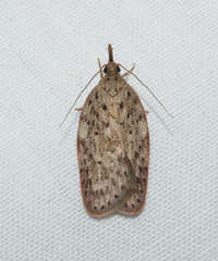Enchocrates picrophylla