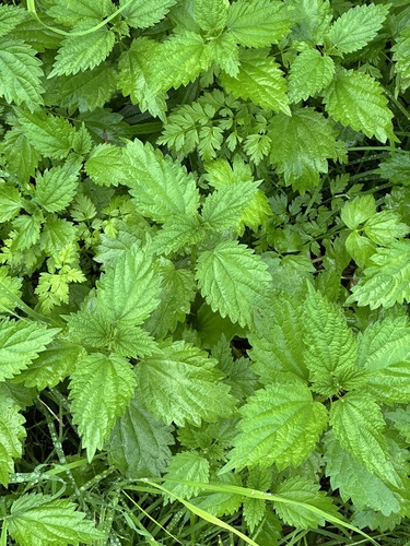 Urtica platyphylla (Urtica platyphylla)