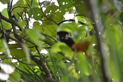 Cercopithecus ascanius