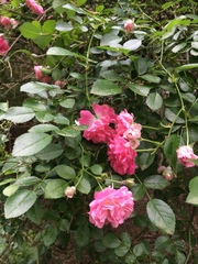 Rosa lucieae