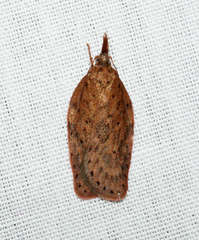 Enchocrates picrophylla