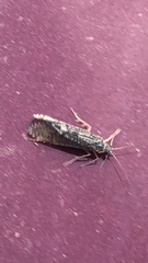 Annulipalpia