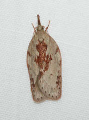 Enchocrates picrophylla