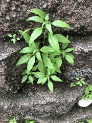 Parietaria pensylvanica pensylvanica
