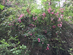 Rosa lucieae