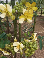 Senna ruiziana