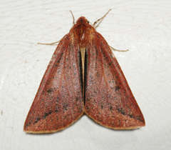 Cycloprorodes melanoxysta