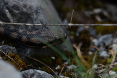 Vipera aspis aspis