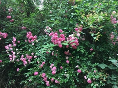 Rosa lucieae