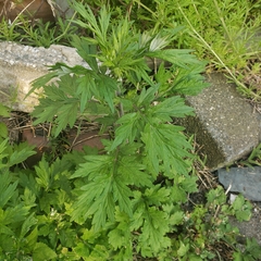 Artemisia vulgaris