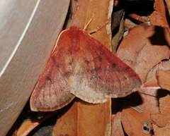 Anthela addita