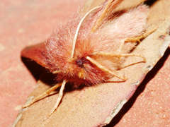 Anthela addita