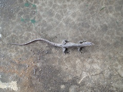 Varanus timorensis