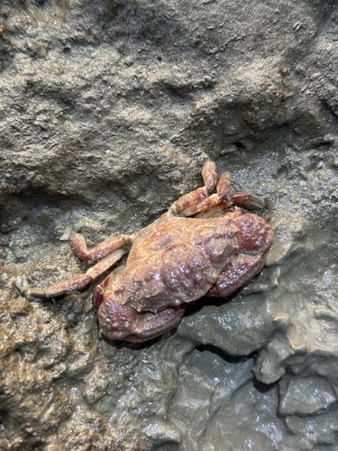 Medaeops granulosus observed 2026-09-28