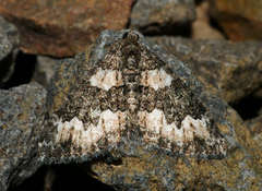 Chrysolarentia gypsomela