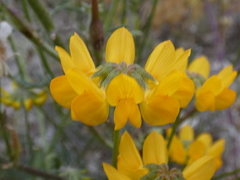 Hippocrepis scabra