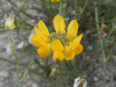 Hippocrepis scabra