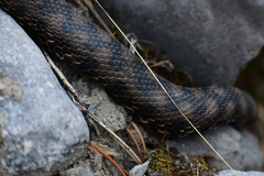 Vipera aspis aspis