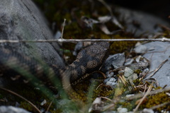 Vipera aspis aspis