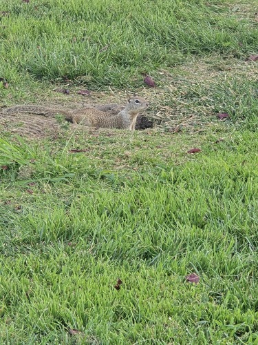 California Ground Squirrel