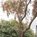 Weeping Bottlebrush - Photo (c) Sunnetchan, some rights reserved (CC BY-NC-ND), uploaded by Sunnetchan