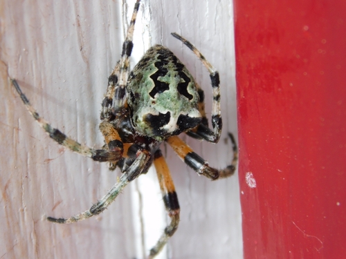 Giant Lichen Orbweaver