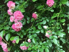 Rosa lucieae