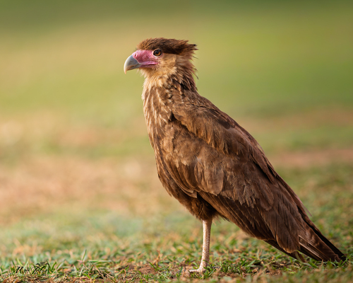 Crested caracara