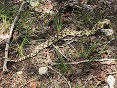 Heterodon