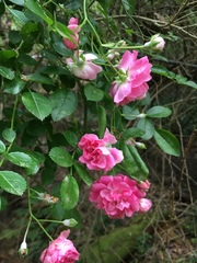 Rosa lucieae