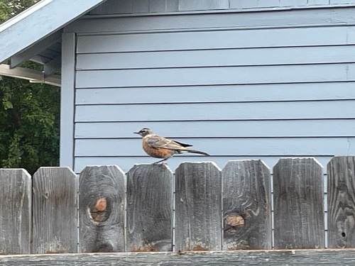 American Robin