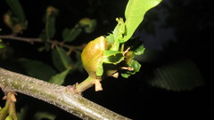 Dryocosmus kuriphilus