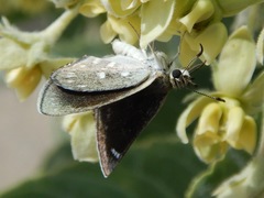 Hesperopsis libya