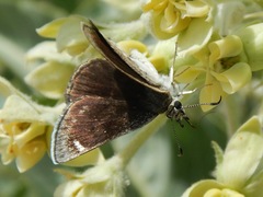 Hesperopsis libya