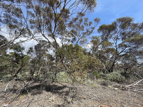 Eucalyptus oleosa observed 2026-09-26